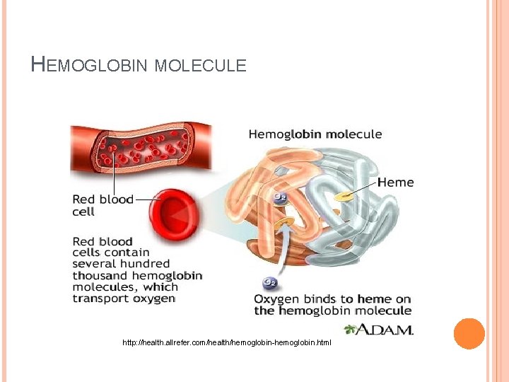 HEMOGLOBIN MOLECULE http: //health. allrefer. com/health/hemoglobin-hemoglobin. html 