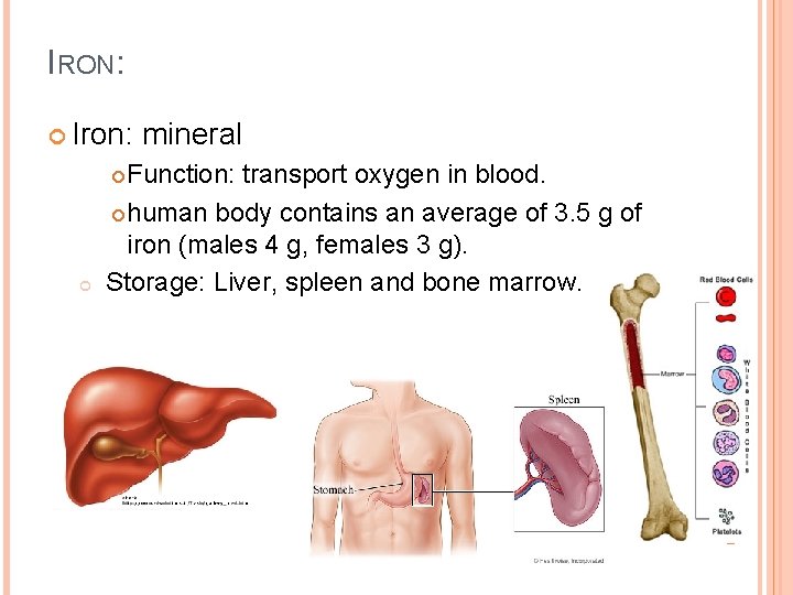 IRON: Iron: Function: transport oxygen in blood. human body contains an average of 3.