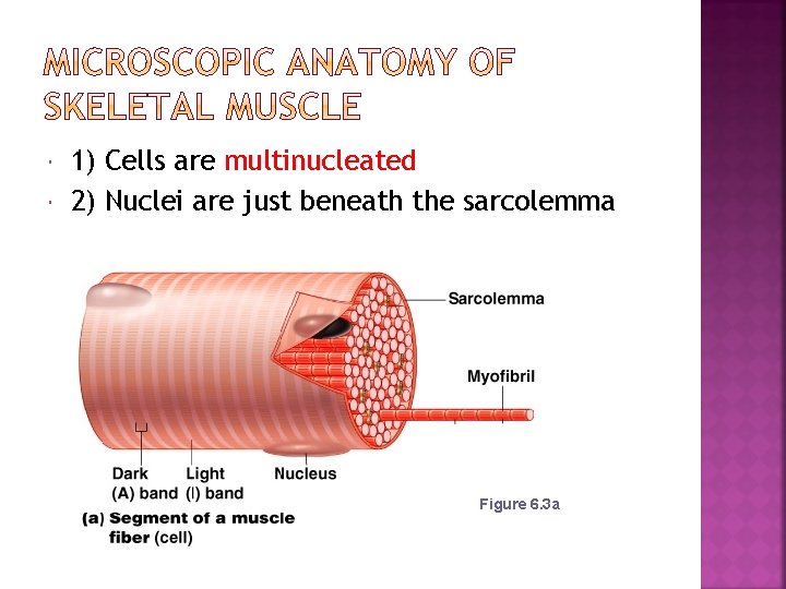  1) Cells are multinucleated 2) Nuclei are just beneath the sarcolemma Figure 6.