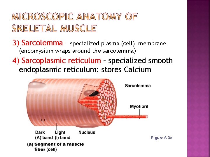 3) Sarcolemma – specialized plasma (cell) membrane (endomysium wraps around the sarcolemma) 4) Sarcoplasmic