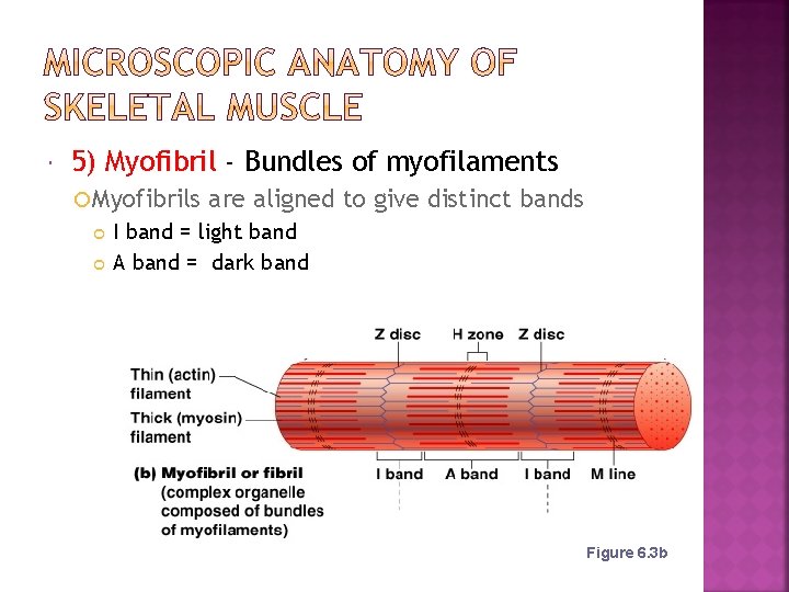  5) Myofibril - Bundles of myofilaments Myofibrils are aligned to give distinct bands