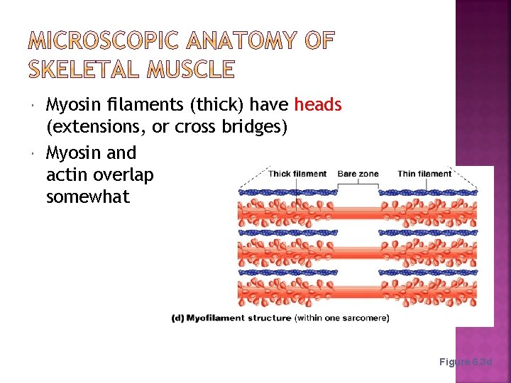 Myosin filaments (thick) have heads (extensions, or cross bridges) Myosin and actin overlap