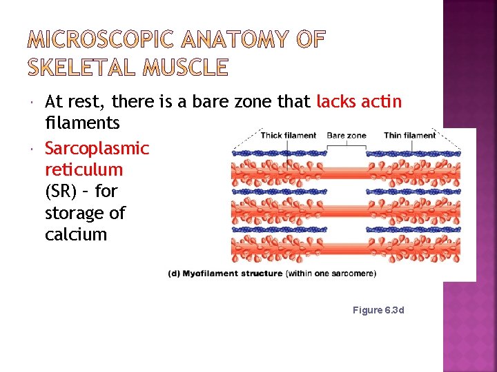  At rest, there is a bare zone that lacks actin filaments Sarcoplasmic reticulum
