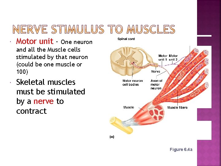  Motor unit - Skeletal muscles must be stimulated by a nerve to contract