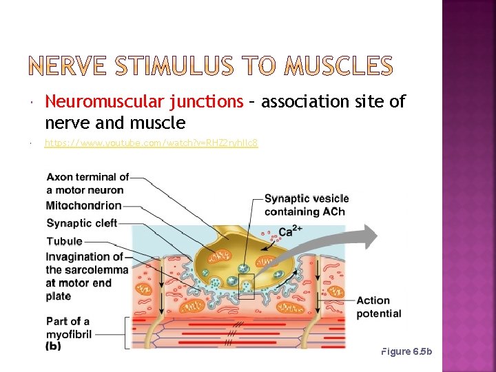  Neuromuscular junctions – association site of nerve and muscle https: //www. youtube. com/watch?
