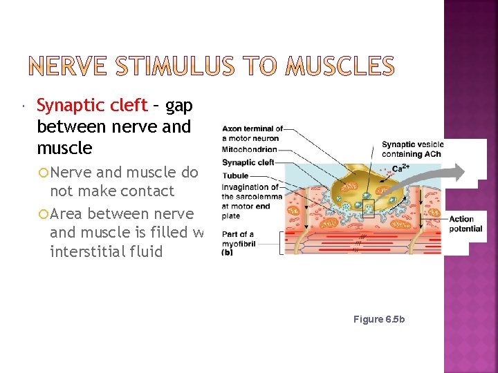  Synaptic cleft – gap between nerve and muscle Nerve and muscle do not