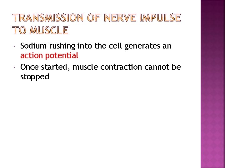  Sodium rushing into the cell generates an action potential Once started, muscle contraction