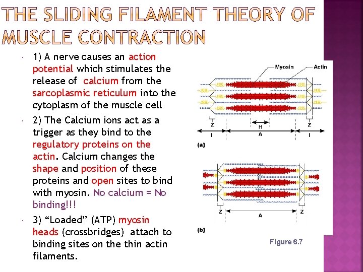  1) A nerve causes an action potential which stimulates the release of calcium