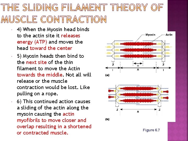  4) When the Myosin head binds to the actin site it releases energy