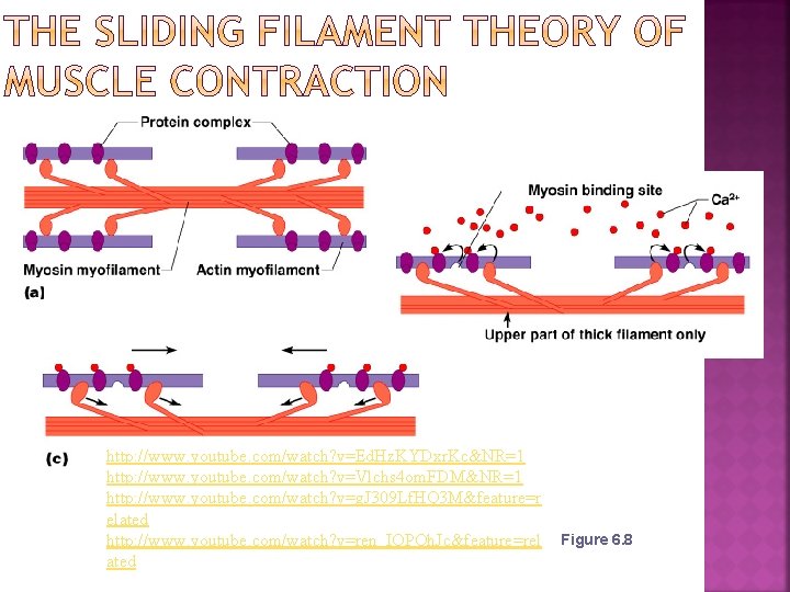 http: //www. youtube. com/watch? v=Ed. Hz. KYDxr. Kc&NR=1 http: //www. youtube. com/watch? v=Vlchs 4