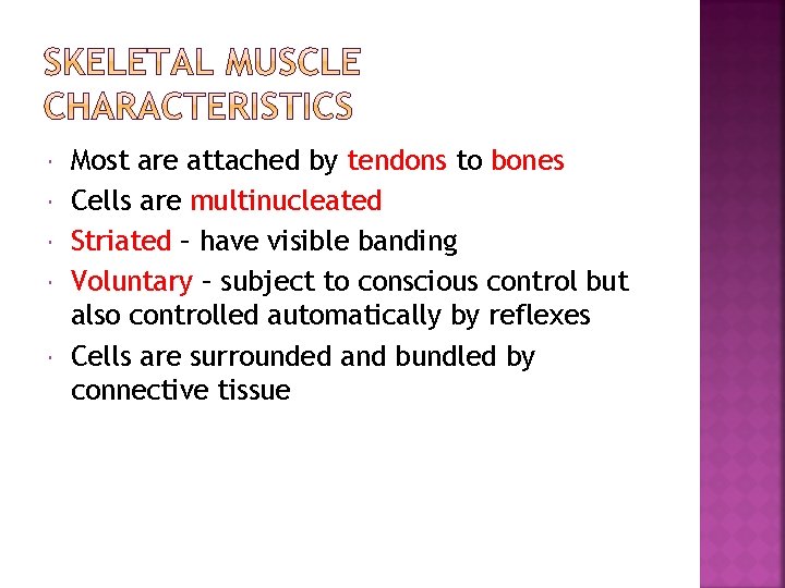  Most are attached by tendons to bones Cells are multinucleated Striated – have