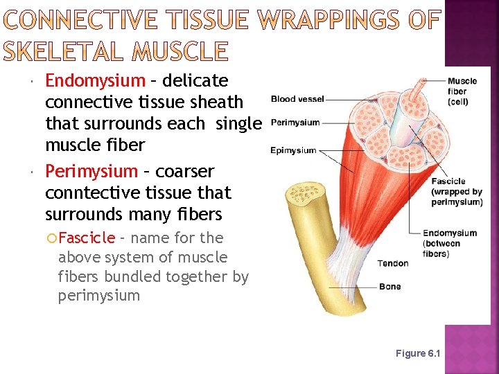  Endomysium – delicate connective tissue sheath that surrounds each single muscle fiber Perimysium