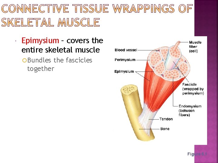  Epimysium – covers the entire skeletal muscle Bundles the fascicles together Figure 6.