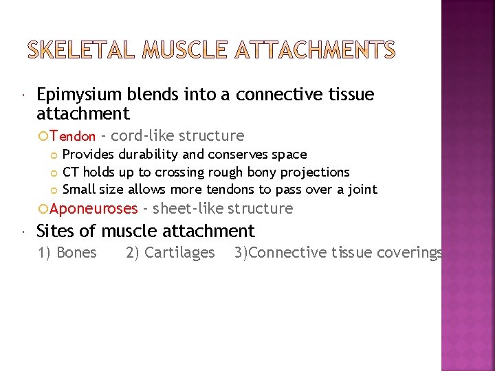  Epimysium blends into a connective tissue attachment Tendon – cord-like structure Provides durability