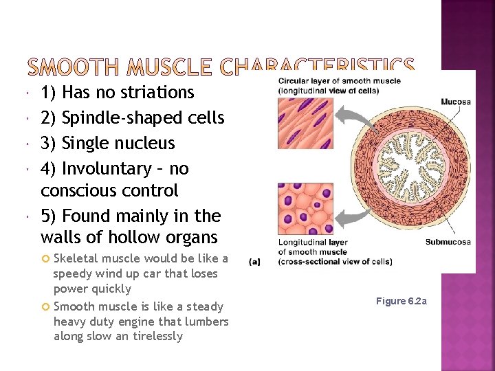  1) Has no striations 2) Spindle-shaped cells 3) Single nucleus 4) Involuntary –
