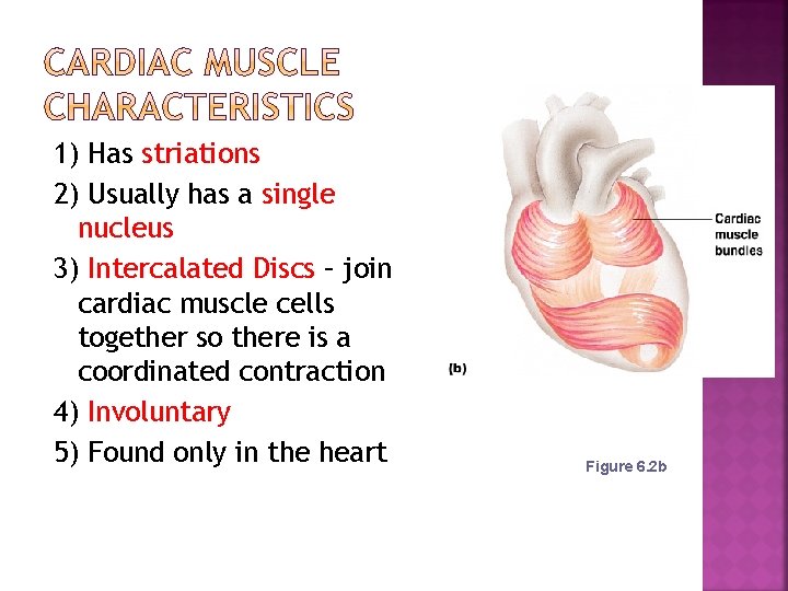 1) Has striations 2) Usually has a single nucleus 3) Intercalated Discs – join