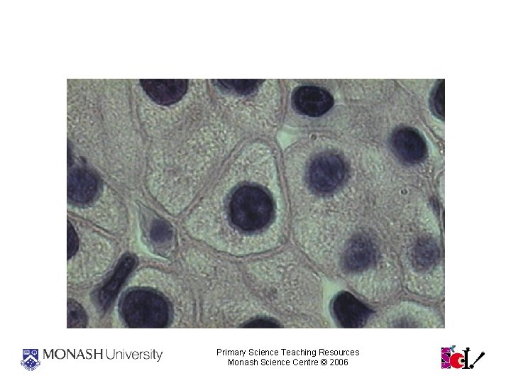 Liver Cells Primary Science Teaching Resources Monash Science Centre © 2006 