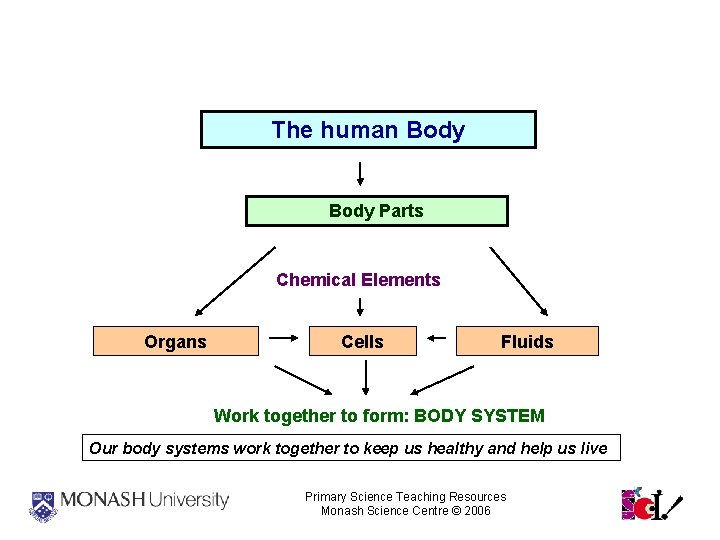 Overview The human Body Parts Chemical Elements Organs Cells Fluids Work together to form: