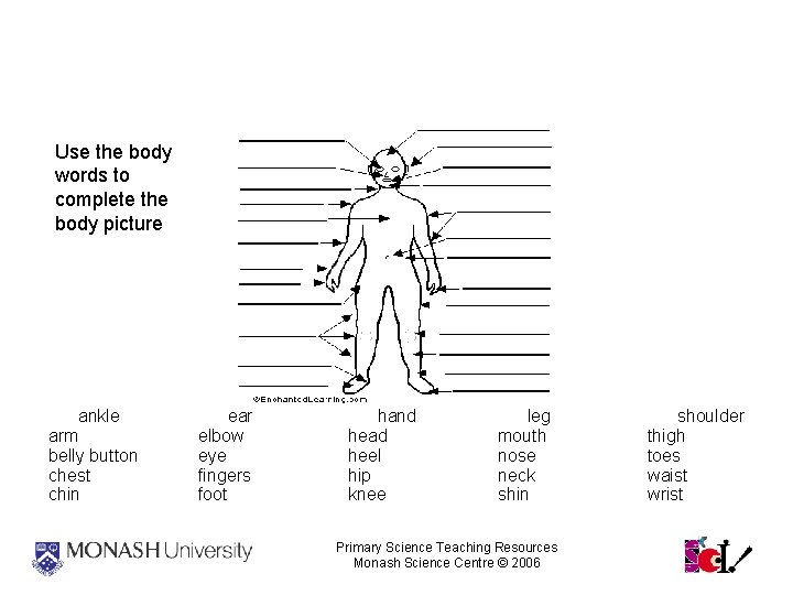 External Body Parts Use the body words to complete the body picture ankle arm