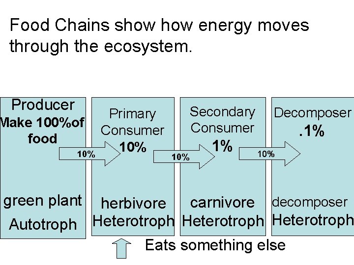 Food Chains show energy moves through the ecosystem. Producer Make 100%of food 10% green