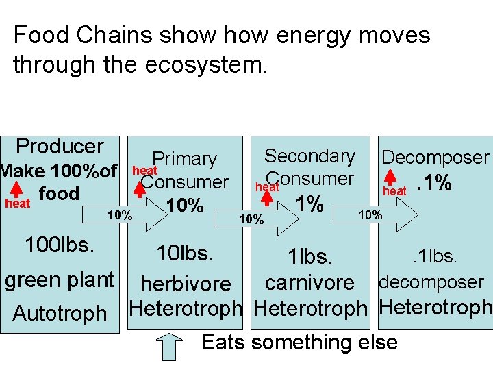 Food Chains show energy moves through the ecosystem. Producer Primary heat Make 100%of Consumer