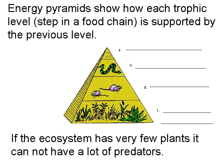 Energy pyramids show each trophic level (step in a food chain) is supported by