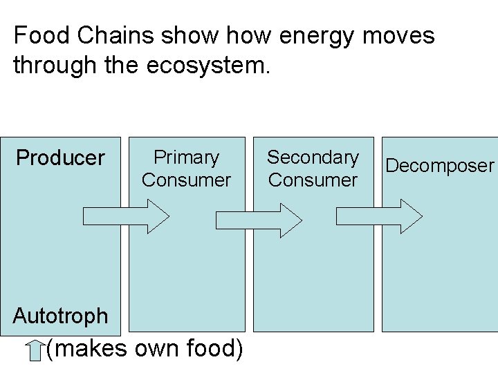 Food Chains show energy moves through the ecosystem. Producer Primary Consumer Autotroph (makes own