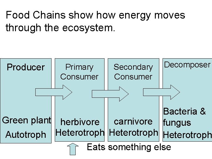 Food Chains show energy moves through the ecosystem. Producer Primary Consumer Secondary Consumer Decomposer