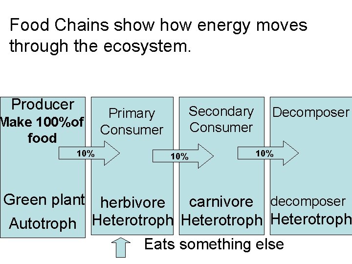Food Chains show energy moves through the ecosystem. Producer Make 100%of food 10% Secondary