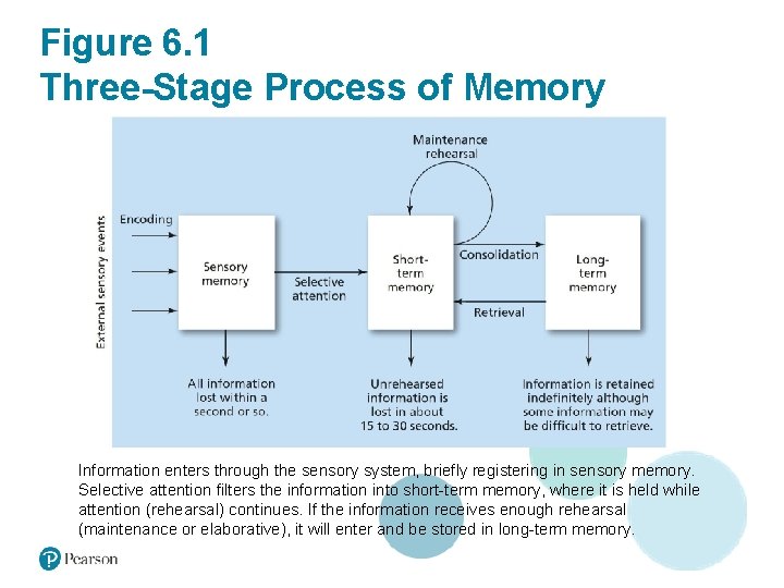 Figure 6. 1 Three-Stage Process of Memory Information enters through the sensory system, briefly