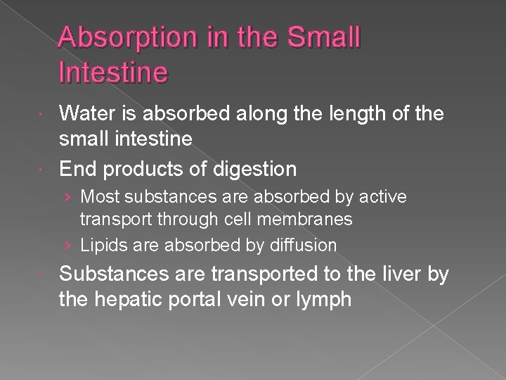 Absorption in the Small Intestine Water is absorbed along the length of the small