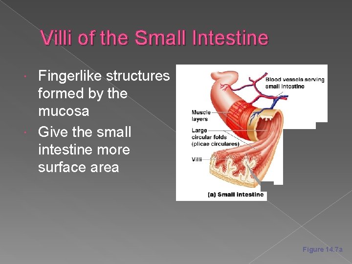 Villi of the Small Intestine Fingerlike structures formed by the mucosa Give the small