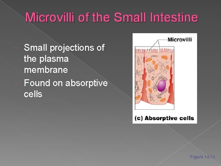 Microvilli of the Small Intestine Small projections of the plasma membrane Found on absorptive