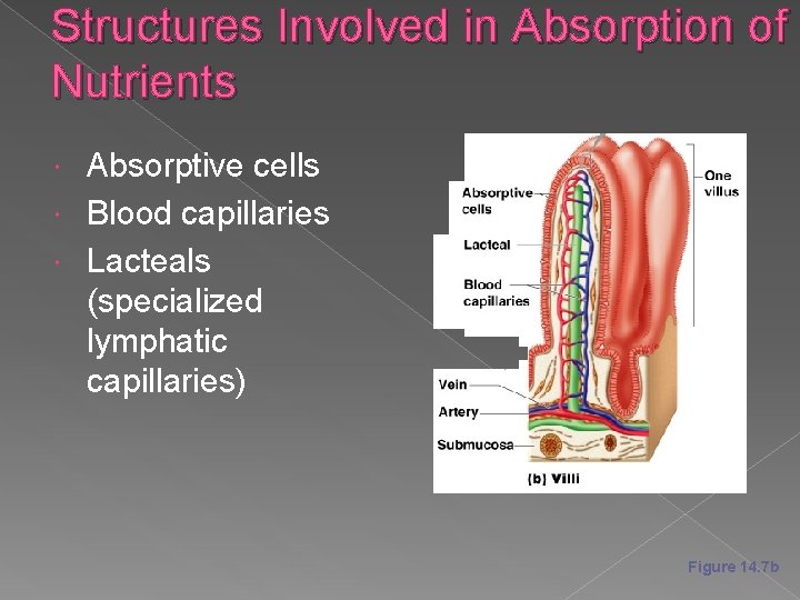 Structures Involved in Absorption of Nutrients Absorptive cells Blood capillaries Lacteals (specialized lymphatic capillaries)