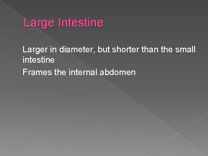 Large Intestine Larger in diameter, but shorter than the small intestine Frames the internal