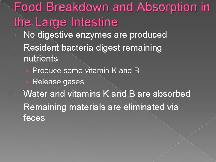 Food Breakdown and Absorption in the Large Intestine No digestive enzymes are produced Resident