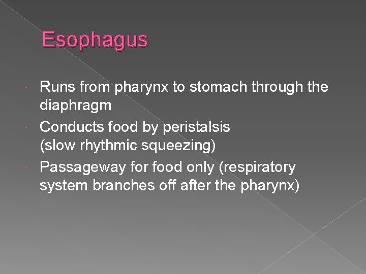 Esophagus Runs from pharynx to stomach through the diaphragm Conducts food by peristalsis (slow