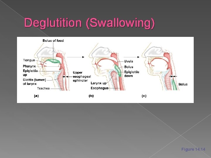 Deglutition (Swallowing) Figure 14. 14 