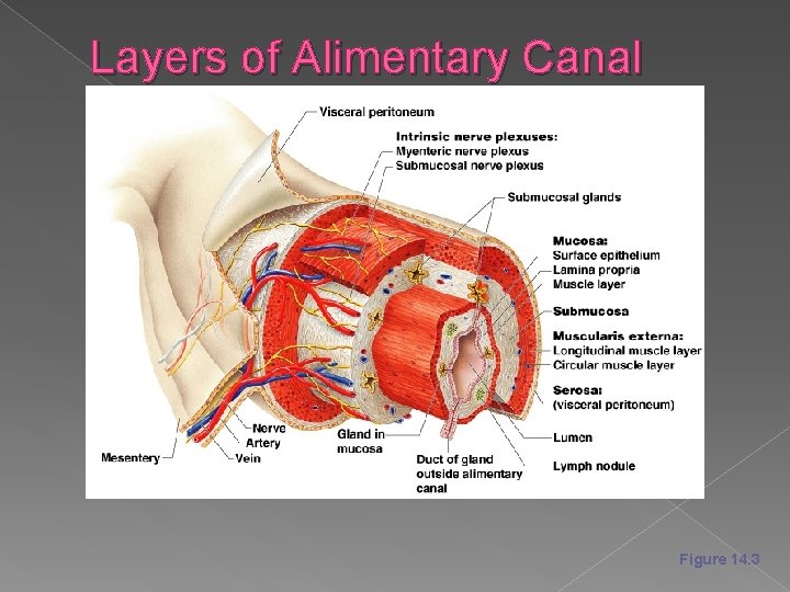 Layers of Alimentary Canal Organs Figure 14. 3 