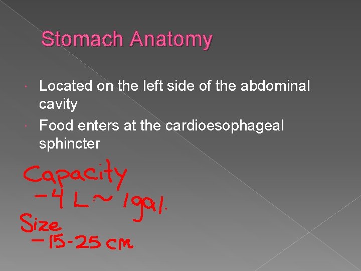 Stomach Anatomy Located on the left side of the abdominal cavity Food enters at