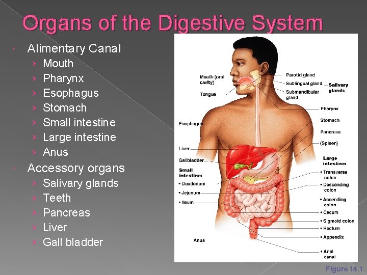 Organs of the Digestive System Alimentary Canal › › › › Mouth Pharynx Esophagus