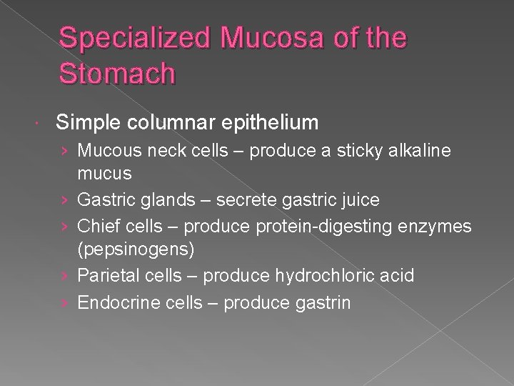 Specialized Mucosa of the Stomach Simple columnar epithelium › Mucous neck cells – produce