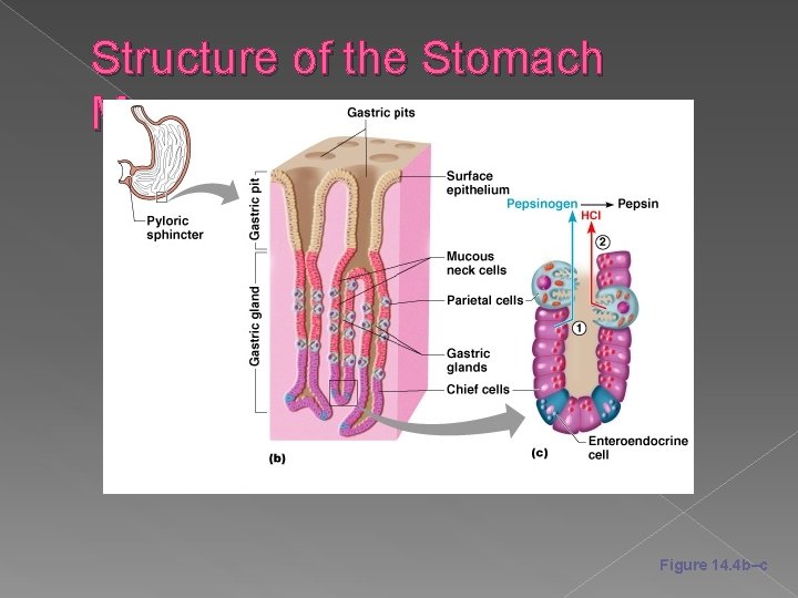 Structure of the Stomach Mucosa Figure 14. 4 b–c 