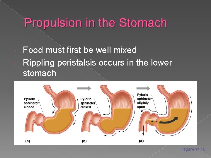 Propulsion in the Stomach Food must first be well mixed Rippling peristalsis occurs in