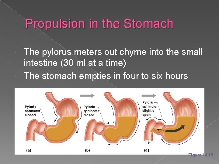 Propulsion in the Stomach The pylorus meters out chyme into the small intestine (30