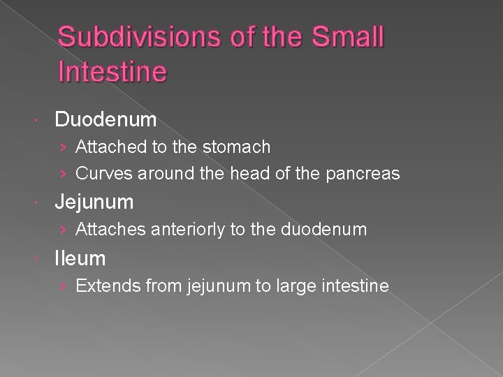 Subdivisions of the Small Intestine Duodenum › Attached to the stomach › Curves around