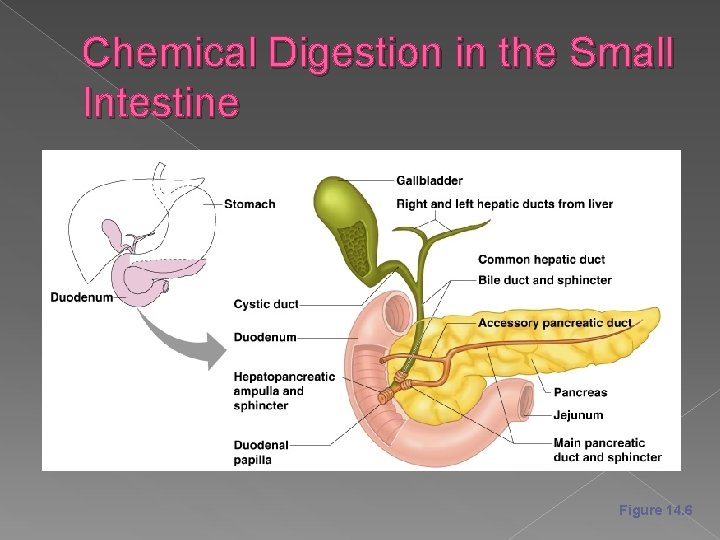 Chemical Digestion in the Small Intestine Figure 14. 6 