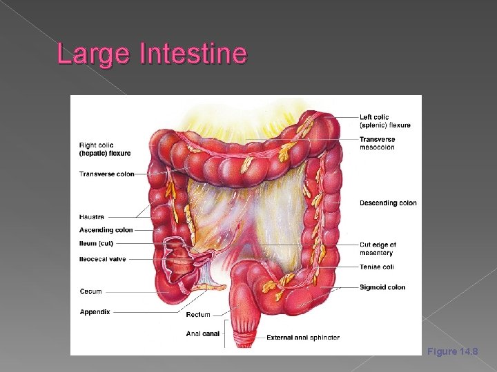 Large Intestine Figure 14. 8 