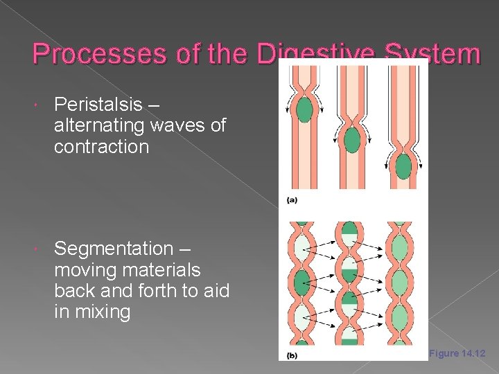 Processes of the Digestive System Peristalsis – alternating waves of contraction Segmentation – moving