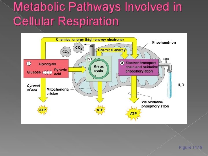 Metabolic Pathways Involved in Cellular Respiration Figure 14. 18 